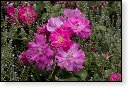 rode rozen roos rosa flora natuur bloem bloemen cultivars cultivar fleurop rosaceae tuin rozentuin valentijn valentijsdag romantiek liefde merci